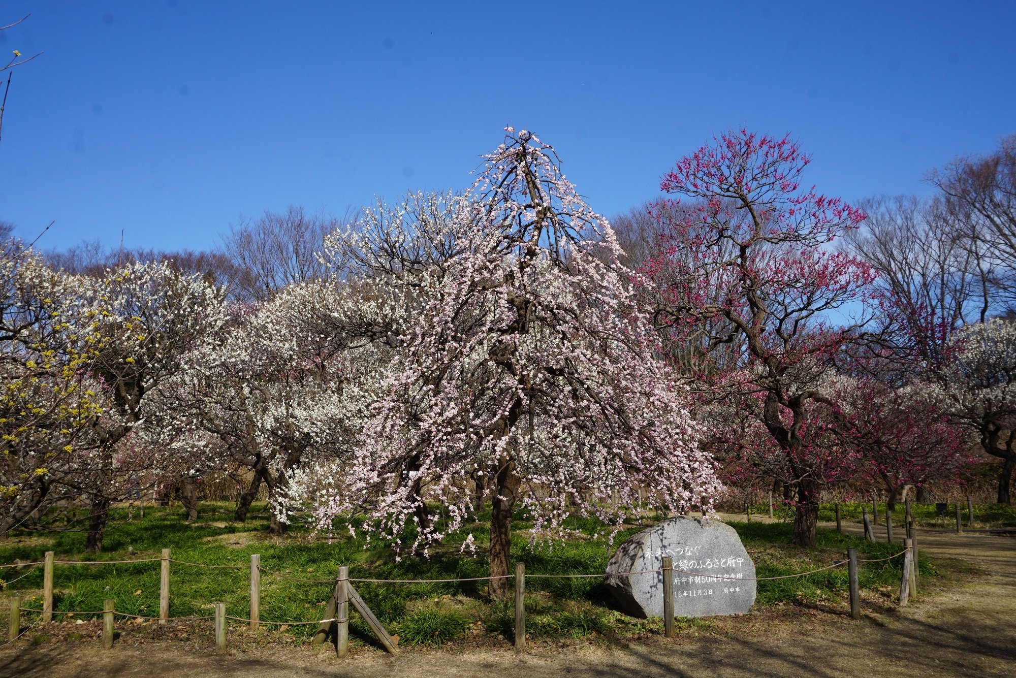 🏞️ 후추시 향토의 숲 박물관 (후추시 쿄도노모리 하쿠부츠칸) 이미지 6